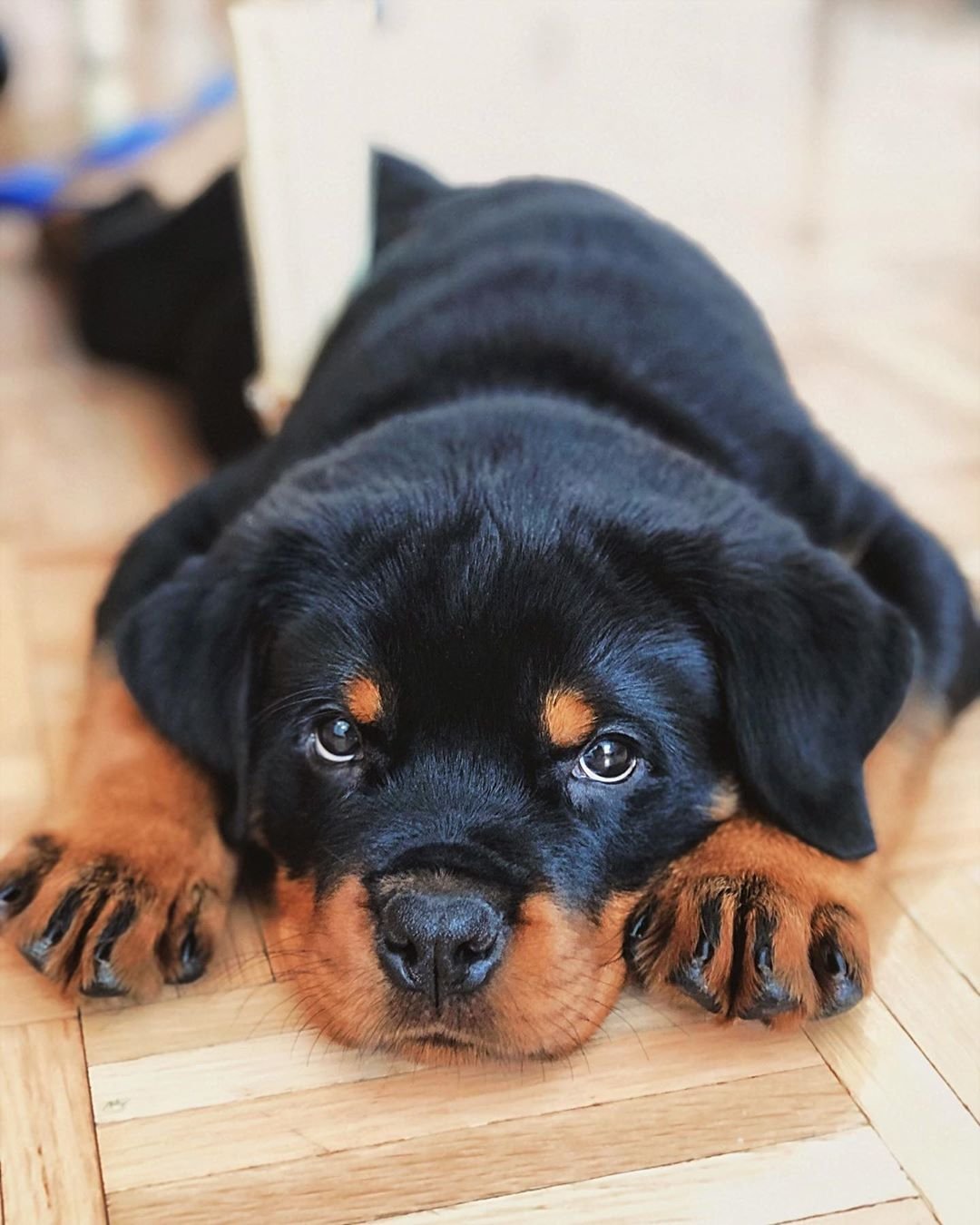 Our Rottweiler Puppies For Sale - Elite Kennel
